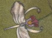 4554-detail of flower